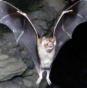 Meet your Posher, Wayne